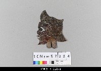 藏品(中國湖北皮影戲偶頭-雜)的圖片